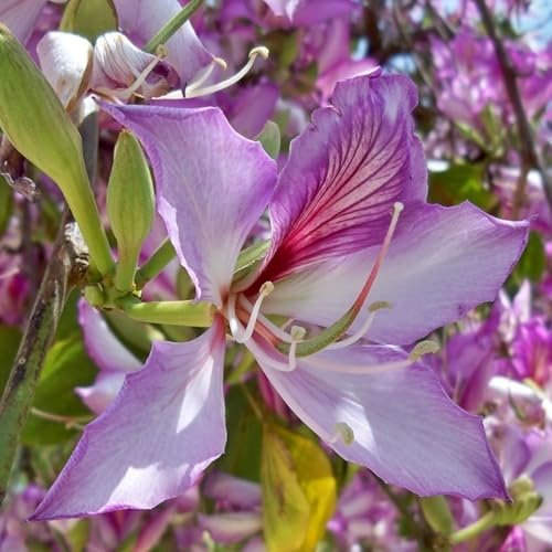 Pianta vera di Bauhinia variegata