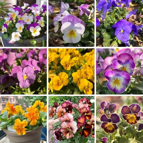 semi di violetta cornuta perenni, resistenti da balcone Viola cornuta - giardino roccioso decorazione giardino per esterni decorazione semi di selvatici 125pcs