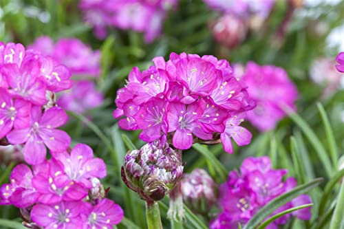 Armeria maritima 'Splendens' 9 cm Topf – Winterhart, Mehrjährig, Pflegeleicht – Grasnelke – Polsterstaude für Steingarten & Beet