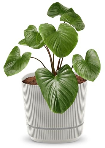 alqua 21CM Square Self Watering Plant Pot – Beige Plastic Flower Pot with Drainage – Large Modern Matte Planter for Indoor & Outdoor Use – Decorative Garden Container – Stylish Plant Pot