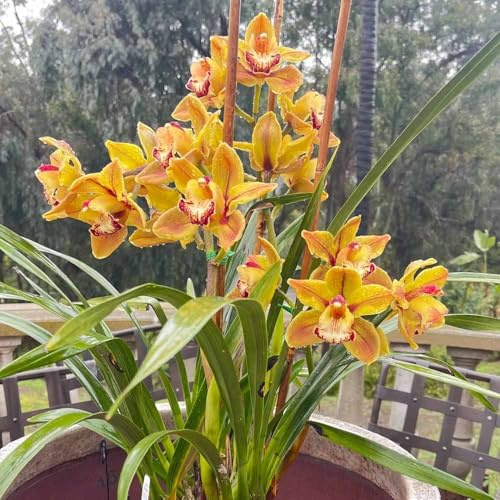 semillas de orquídeas - primavera perennes resistentes jardín semillas de orquídeas 35pcs