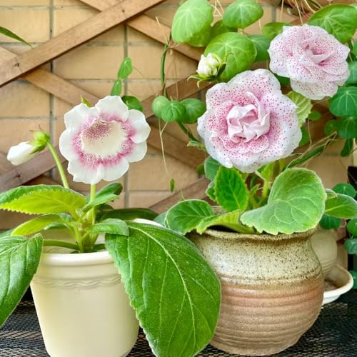 gloxinie sinningia speciosa balkon garten pflanzenliebhaber geschenke wildblumensamen schnittblumen zierblumen blumendeko für sonnige plätze wiesensaatgut garten geschenk 100samen