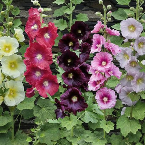 Alcea ficifolia Las Vegas Black | Antwerp Hollyhock | 10_Seeds