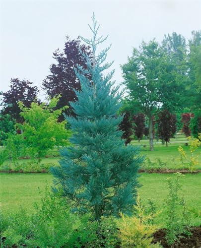 Mammutbaum Sequoiadendron giganteum Glaucum 80-100 cm winterhart