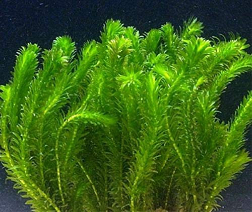 Generic 10 Elodea Densa Oxygenating Pond Live Plant Loose Aquarium Coldwater Goldfish: Seeds Only