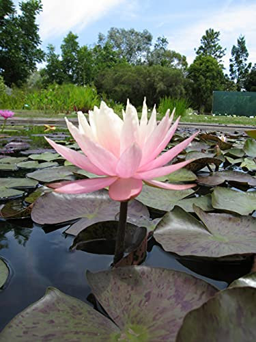 Lincolnshire Pond Plants Ltd - Peach & Cream Water Lily - Live Water Plant Aquatic Pond Lake Marginal - Large Kit