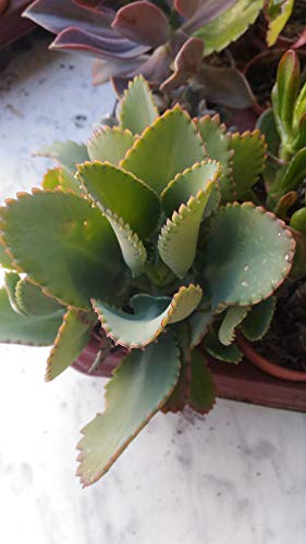 Portal Cool Laetivirens Kalanchoe - Vaso para suculentas (8,5 cm)