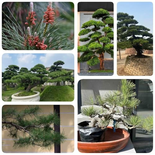 Generic 100 Semillas de Bonsái de Pino Negro - Pinus thunbergii - Árboles, Exterior, Mezcla, 100 unidad, Plant Pot, Asiático