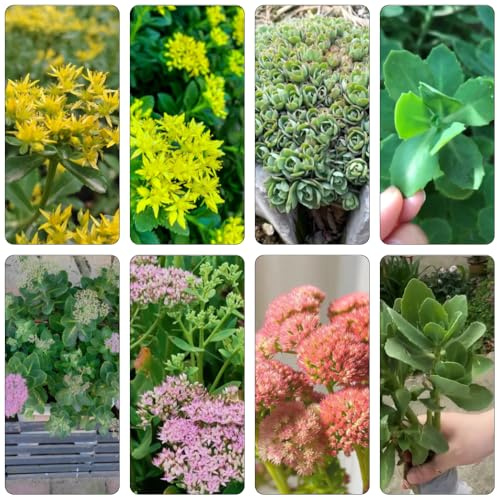 sedum reverdecimiento de tejados Cobertura perenne resistente jardín del balcón de bonsái semillas decoración 350pcs