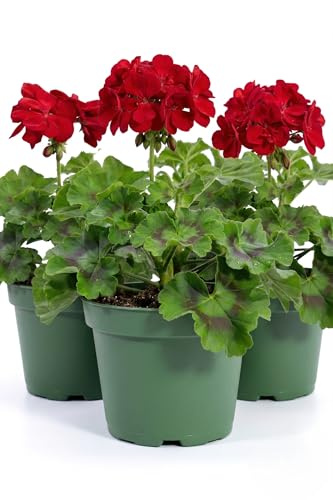 Geranio Imperiale Rosso | 3 Piante Vive in Vaso | Fiori Rossi da Balcone e Giardino | Pianta Ornamentale Primaverile Estiva | Resistente al Sole | Facile da Coltivare