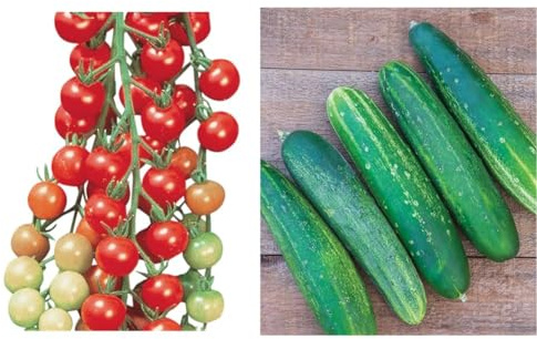 Burpee Super Sweet 100' Hybrid Cherry Tomato, 50 Seeds & Straight Eight Slicing Cucumber Seeds 200 Seeds
