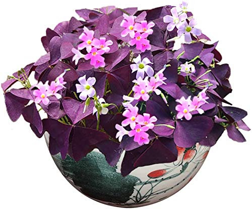 Purple Shamrock Bulbs 10+ Organic Triangular Lucky Grass Clover Oxalis Wood Sorrel FlowerPlants Easy to Grow Bulbs Seeds for Planting Garden Bonsai Office Home