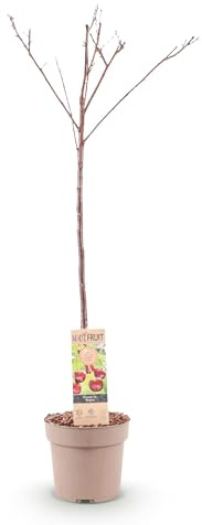 Planta frutal - Cerezo - Prunus avium Regina - Cerezo rojo - 80-90cm - Ø21cm - Planta de jardín