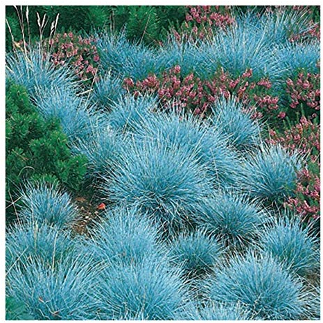 10 x Festuca glauca/cinerea 'Festina' im 1 Liter (Ziergras/Gräser/Winterhart/Bodendecker/Mehrjährig/Immergrün) Blauschwingel - Intensives Blau für moderne Gartenakzente - von Stauden Gänge