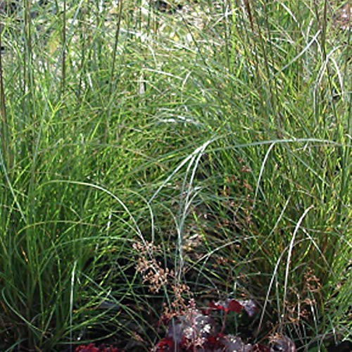 6er-Pack Chinaschilfgras 'Silberspinne' - Miscanthus Sinensis: Funkelnde Webereien im 9x9cm Topf.