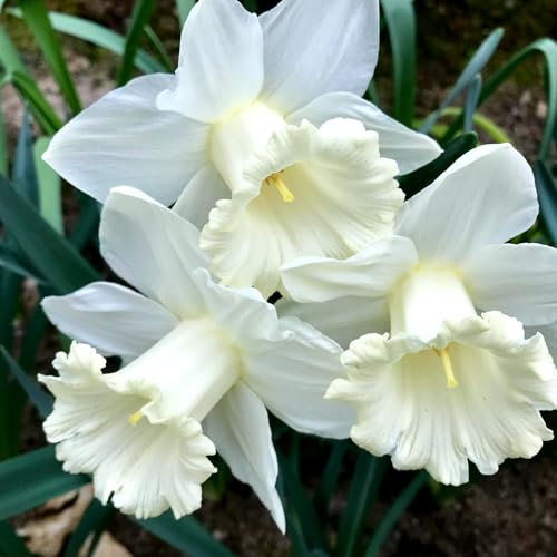 Carbeth Plants - 10 x Daffodil Mount Hood Spring Bulbs - White Tall Narcissus Spring Flowering Perennials - UK Hardy Low Maintenance Pollinator Friendly - Grow in Beds, Borders and Patio Pots