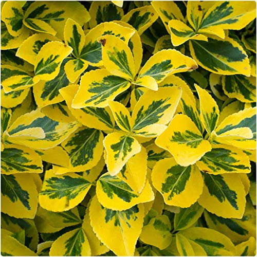 Euonymus Fortunei 'Emerald n Gold' Shrub Plug Plants x 6 Hedging