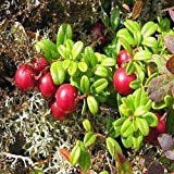 Arbusto de arándano semimontañoso (Vaccinium vitis-idaea) 50 + Semillas (200+)