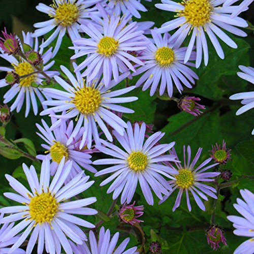 Blumixx Stauden Aster ageratoides 'Asran' – violett blühende Wildaster, bienenfreundliche Staude für Garten & Beet, pflegeleicht, winterhart & langlebig