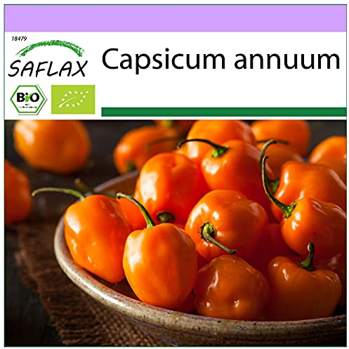 SAFLAX - BIO - Piment - Habanero orange - 20 graines - Capsicum annuum
