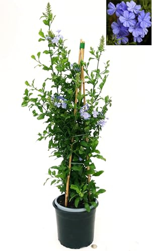 POWERS TO FLOWERS - PLUMBAGO PIRAMIDE ALTEZZA 90CM, VASO 17CM DIAMETRO, pianta vera