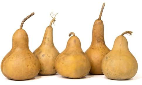 Box of 5 Dried Martin Gourds - 3 Diameter, Ready for Crafting or Decorating