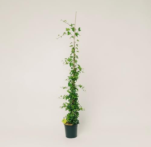 Plantì Hedera Helix Green Wonder | Edera Rampicante da Esterno in Vaso 20 cm, Altezza 150 cm | Piante da Giardino, Rampicanti per Muro, Concimazione 6 Mesi con Plantì