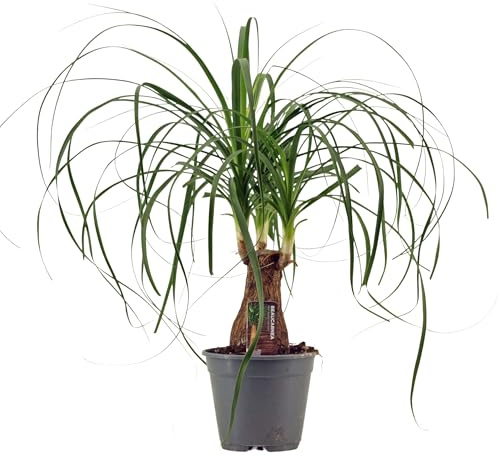 Beaucarnea Recurvata (Elefantenfuß) 40-50 cm – Pflegeleichte Zimmerpflanze | Flaschenbaum, Wasserpalme, Luftreiniger & Deko für Zuhause & Büro