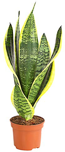 Sansevieria Natural Planta Ornamental de Interior Conocida como la Planta Espada