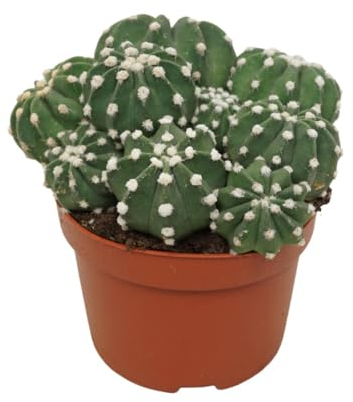 Exotenherz Bauernkaktus - Echinopsis multiplex - Pflegeleichter Kaktus mit tollen Blüten - 12cm