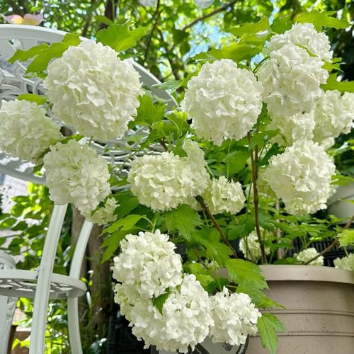 Semi di ortensia palla di neve, copertura del terreno vecchie varietà decorazione da giardino per esterni giardino arbusti rare semi biologici da esterno 60pcs