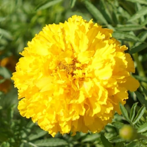 ringelblumensamen bio, zimmerpflanze winterharte stauden hochbeet balkon mehrjährig exotische 50pcs