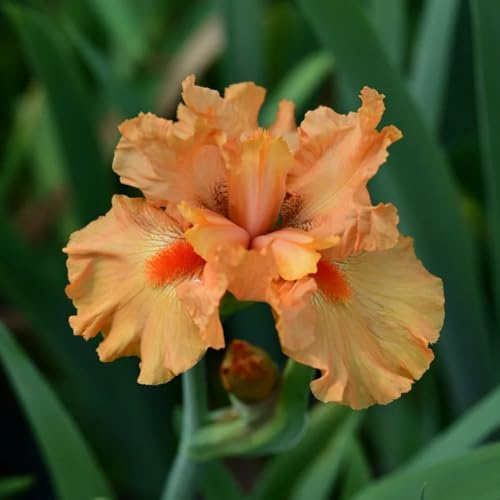 iris decorazioni da giardino per esterni iris, tappezzanti, resistenti, perenni selvatici perenne primaverili giardino selvatici da balcone 3bulbi