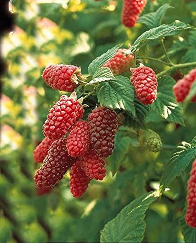 3 XTAYBERRY VASO 1 LITRO INCROCIO LAMPONE MORA