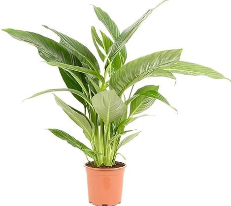 Espatifilo o Lirio de la Paz Natural, la Planta Perfecta para Aquellos que Buscan una Decoración Sencilla y Elegante