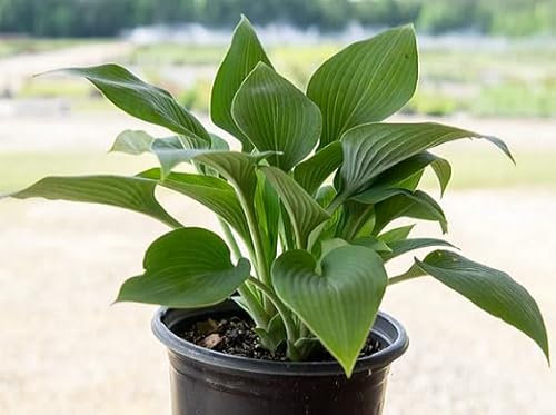 50 graines de plantes Hosta vertes