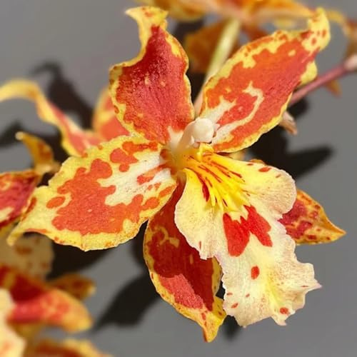 Semi di orchidea Oncidium - estivi organico semi di copertura del terreno esotico selvatici raro da balcone resistenti per giardini rocciosi per gli 350pcs