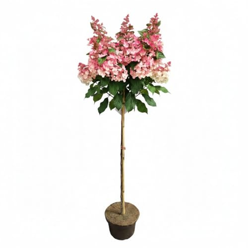 Hydrangea 'Wim's Red' - Rote Rispenhortensie auf Stamm - 130–140 cm | Rosa bis Bordeauxrote Blüten, Blütezeit Juli–September