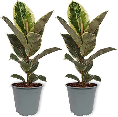 Duo de Ficus Variegata Tineke - Pack 2 Plantas - Árboles de Interior Naturales Ficus Tineke para Decorar el Hogar