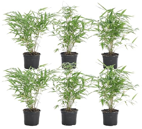 Bloomique - Set di 6 - Fargesia rufa - Pianta di bambù - Non invadente - Resistente al freddo - Sempreverde - Piante da giardino - Alte 20-30 cm - Vaso da 10 cm