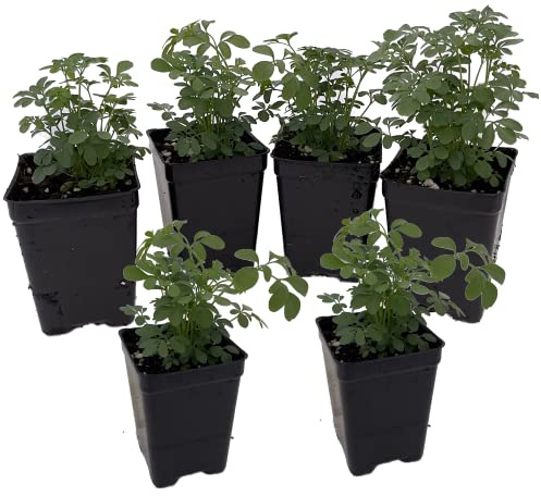 Plantas de Ruda - Pack 6 Unidades - Plantas Vivas Ruta Graveolens