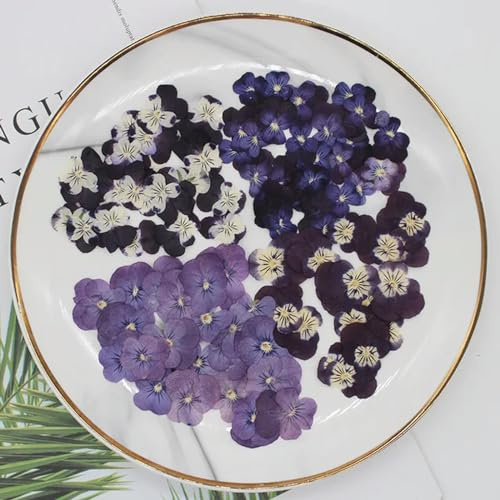 EboLD 60pcs Pressed Dried Pansy Viola Tricolor L. Flower Plants Herbarium For Jewelry Postcard Bookmark Phone Case Making DIY-Mixed-2 1-4cm