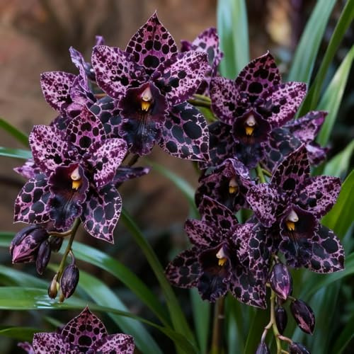 Rizomas Resistentes de Cymbidium: Orquídeas de Exterior Seleccionadas, Ideal para Plantar en Balcones y Fines Ornamentales-3 Rhizome-A