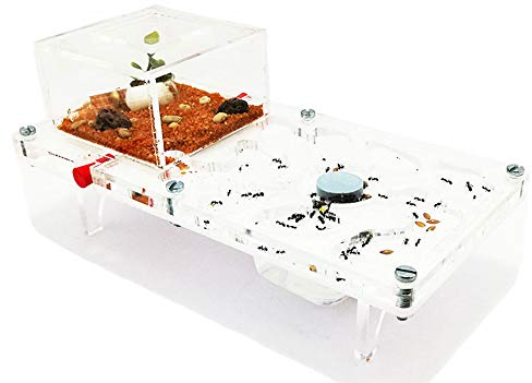 ANTHILLSHOP Ant Farm - Acryl Pilz Ameisenfarm 10x20 cm mit Deckel | Schaumstoff-Feuchtigkeitssystem | Transparent | Free Ameisen enthalten