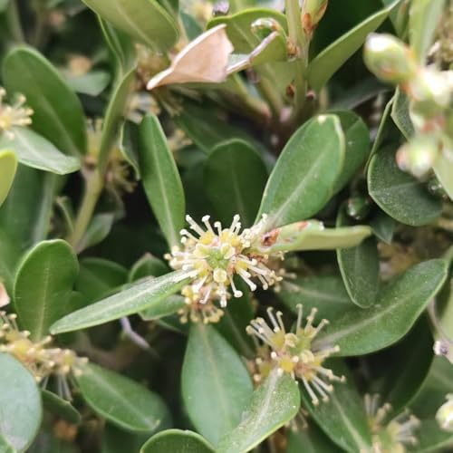 50 piezas Euonymus japonicus - Buxus sinica mini jardín, árbol bonsái real semillas de boj, semillas de árboles árboles jardín resistente balcón invernadero Comprar árboles, bonsais