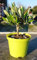 Olivenbaum Olea Europea Stämmchen 20 cm – Formgehölz für Garten, Terrasse & Balkon – Pflegeleicht, Winterhart & Dekorativ