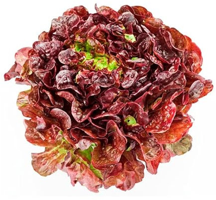 Semillas de Lechuga Tipo Hoja de Roble Fácil Germinación Planta Mediterránea Uso Culinario