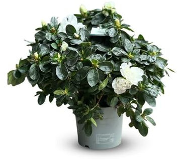 Attitude Jardin - Azalée indica - plante d'intérieur - 40-50 cm - ⌀ 18 cm - fleur blanche