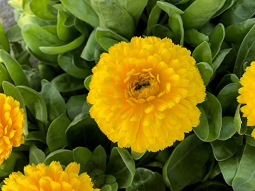Graines Souci des Jardins varié - Calendula officinalis - Sachet de 2,5 grammes - Graines de style