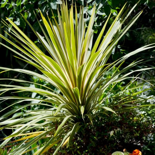 You Garden - 1 x Cordyline Australis 'Torbay Dazzler' in 2L Pot Cordyline Ornamental Grass Shrubs for Gardens - Supplied as 1 x Established Plant Ready to Plant Out in Pots Containers and in Ground